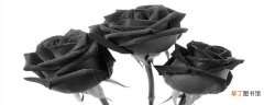 【玫瑰花】黑玫瑰是染色的吗 怎么辨别玫瑰花有没有染色