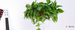 【室内】能净化空气的室内植物有哪些 能净化空气的室内植物有什么