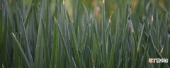 【方法】葱秧子的种植时间及方法 葱秧子的种植时间和方法