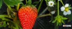 【温度】草莓最低温度是多少能冻死 草莓最低多少度能冻死