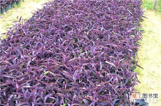 【养殖方法】紫鸭跖草的养殖方法和注意事项有哪些？