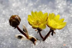 【图片】冰凌花图片大全!带你欣赏冰雪中的艳丽花朵!