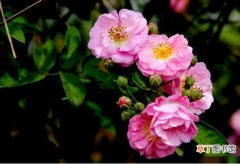 【图片】野蔷薇图片大全!野蔷薇美图欣赏!