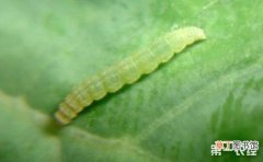 【区别】小菜蛾和菜青虫的区别有哪些？