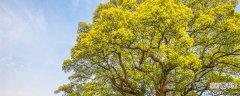 【树】最有效的驱蚊树木 最有效的驱蚊树木是什么