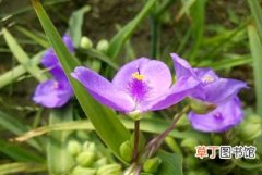 【紫露草】紫露草的基本知识有哪些？