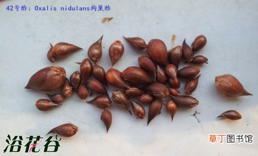 Oxalis nidulans 【种植】构巢酢的种植资料有哪些？