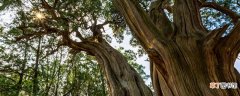 【树】黄帝陵最古老的树 黄帝陵最古老的树是什么树