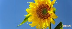 【晒太阳】太阳花隔着玻璃晒太阳行吗 太阳花隔着玻璃晒太阳可以吗