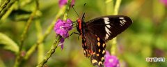 【品种】很大的黑蝴蝶是什么品种 很大的黑蝴蝶是啥品种