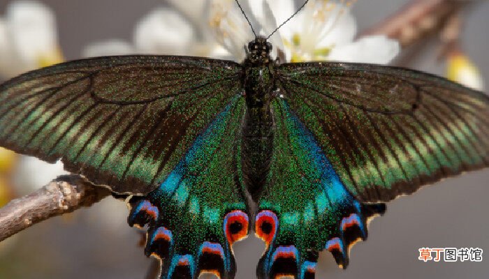 【品种】很大的黑蝴蝶是什么品种 很大的黑蝴蝶是啥品种