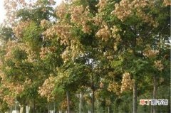 【树】栾树常见病虫害及其防治方法有哪些？