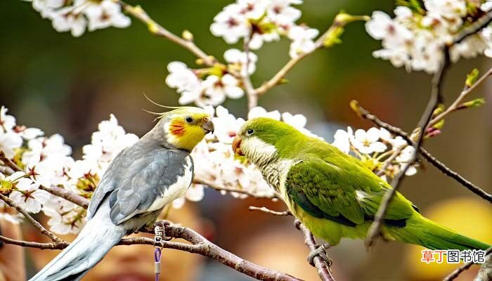 【花卉大全】鹦鹉怎样分辨公母 鹦鹉如何分辨公母