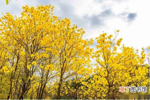 【图片】黄花风铃木图片大全!你见过这种罕见的开黄花树木吗？