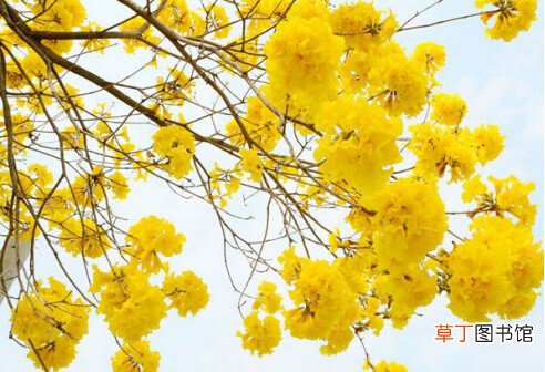 【图片】黄花风铃木图片大全!你见过这种罕见的开黄花树木吗？