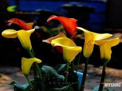 【彩色】多彩绚烂的彩色马蹄莲高清图片有哪些？