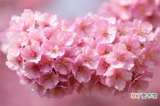 【花】樱花春季4月盛开有哪些注意事项？