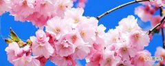 【花】樱花春季4月盛开有哪些注意事项？