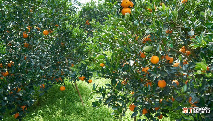 【柚子】橘子和柚子杂交出什么 橘子和柚子杂交出什么品种