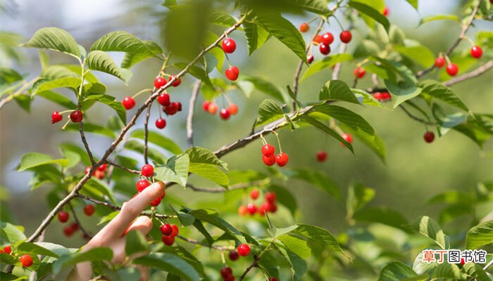 【种植】樱桃种植技术与管理 樱桃种植技术以及管理
