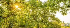 【树】栗子树适合哪里种植 栗子树适合种植在什么地方