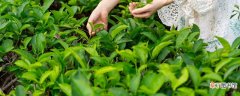 【植物】茶树属于什么植物 茶树属于啥植物