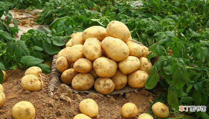 【生长】土豆生长期多少天收获 种土豆多少天收获