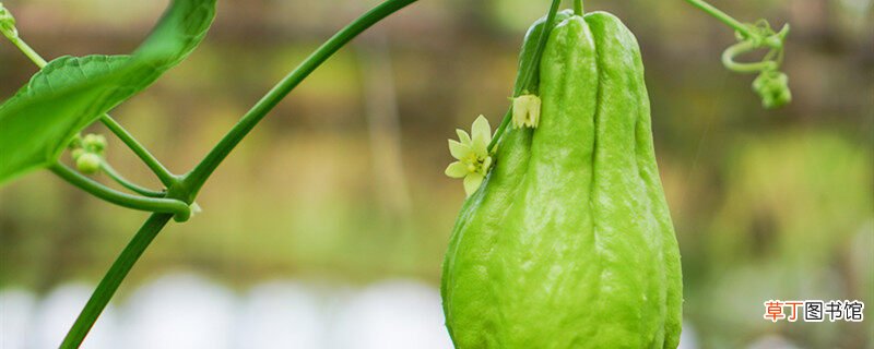 【种植方法】佛手瓜的种植方法 佛手瓜的种植方法是什么