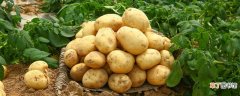 【土豆】如何种土豆一步一步教学 如何种土豆一步一步教学详细
