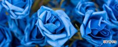 【花】蓝色妖姬是真花还是假花 蓝色妖姬到底是真花还是假花