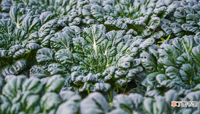 【种植】乌塔菜的种植和管理 乌塔菜的种植以及管理