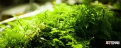 【苔藓】藻类植物,苔藓植物和蕨类植物的繁殖方式 藻类植物,苔藓植物和蕨类植