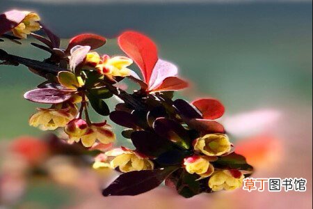 【原因】紫叶小檗黄叶的原因和处理办法