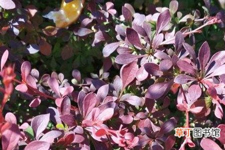 【原因】紫叶小檗黄叶的原因和处理办法