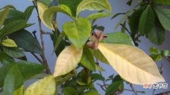 【植物】冬天植物发黄的原因和解决方法
