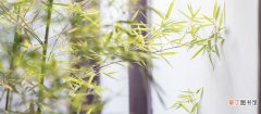 【特点】竹子的特点 竹子的特点是什么