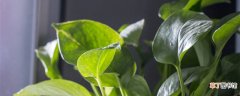 【绿萝】水培绿萝用什么肥料长得快 水培绿萝用什么肥料才能长得快