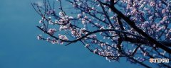 【花卉大全】日本长寿梅必须摘叶吗 长寿梅为什么要摘叶