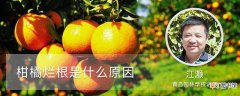 【原因】柑橘烂根是什么原因