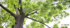 【枣树】酸枣树适合大规模种植吗 酸枣树可以大规模种植吗