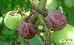 【原因】葡萄烂果是什么原因？葡萄烂果的病因与防治有哪些？