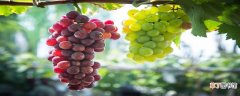 【种类】葡萄种类 葡萄种类有哪些
