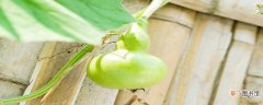 【种植方法】葫芦的种植方法和技术 葫芦怎么种植