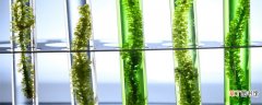 【花卉大全】小球藻是蓝细菌吗 小球藻是蓝细菌不