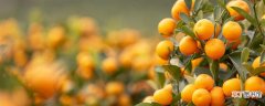 【养殖方法】金桔树的养殖方法和注意事项 金桔树养殖方法和注意事项