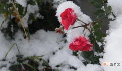 【冬天】月季好不容易熬过了冬天，开春却莫名死了情况有哪些？