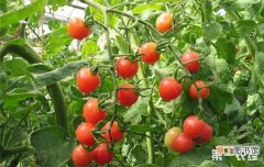 【方法】西红柿叶面肥施用方法和注意事项有哪些？