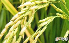 【防治】水稻恶苗病的防治措施有哪些？
