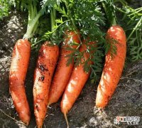 【萝卜】胡萝卜怎么施肥？胡萝卜高产施肥技术有哪些？