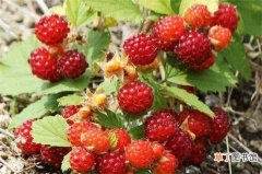 【草莓】野草莓花和蛇莓的四大区别有哪些？